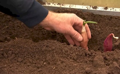 Секреты сверхраннего урожая: что посадить в ноябре? Топ‑5 проверенных вариантов