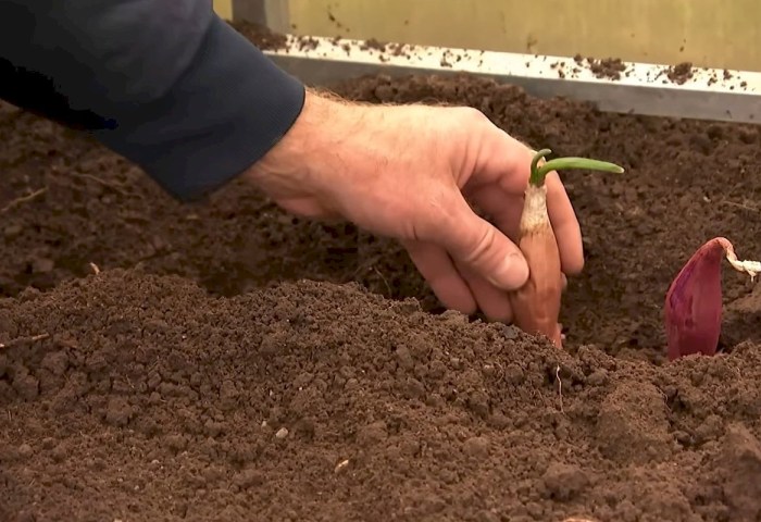 Секреты сверхраннего урожая: что посадить в ноябре? Топ‑5 проверенных вариантов