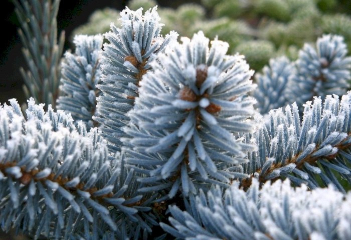 Знаете ли вы, почему вдруг голубая ель становится зеленой?