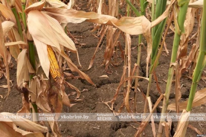 Пытались уничтожить урожай кукурузы, чтобы скрыть огрехи в работе - прокуратура Кобринского района привлекла виновных к ответственности
