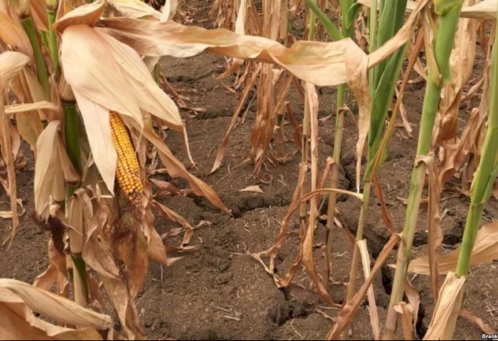 Пытались уничтожить урожай кукурузы, чтобы скрыть огрехи в работе - прокуратура Кобринского района привлекла виновных к ответственности