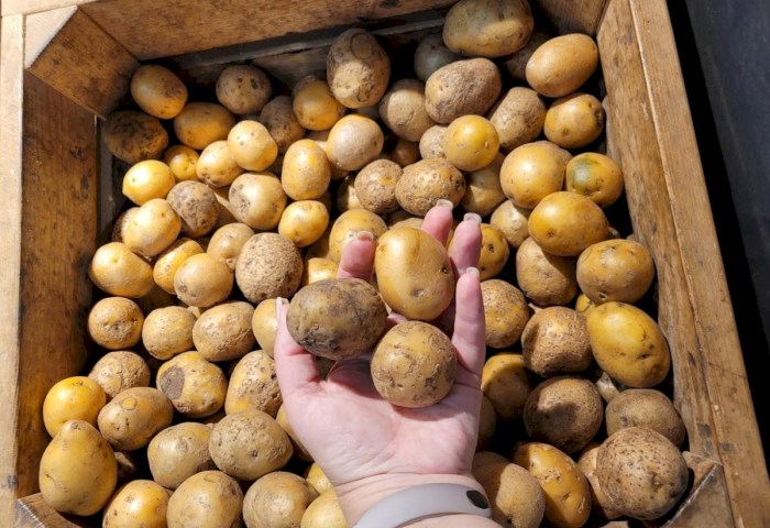 Размер имеет значение - определены параметры картофеля, которым разрешено торговать в рознице 