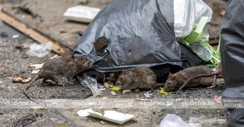 Жители Риги боятся крыс на улицах города - один человек уже умер от инфекции