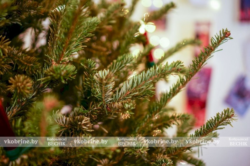 Новогоднее волшебство начинается -  елочные базары на Кобринщине начинают свою работу с 20 декабря! Узнали цены и адреса