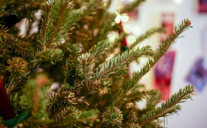 Новогоднее волшебство начинается -  елочные базары на Кобринщине начинают свою работу с 20 декабря! Узнали цены и адреса