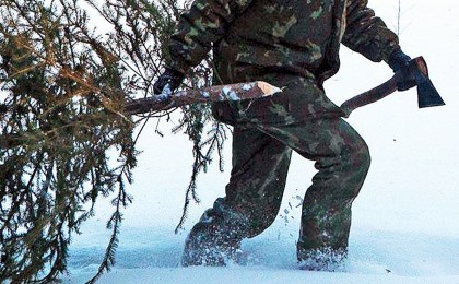 В лесу родилась елочка. А можно ли срубить, узнали в Кобринском опытном лесхозе