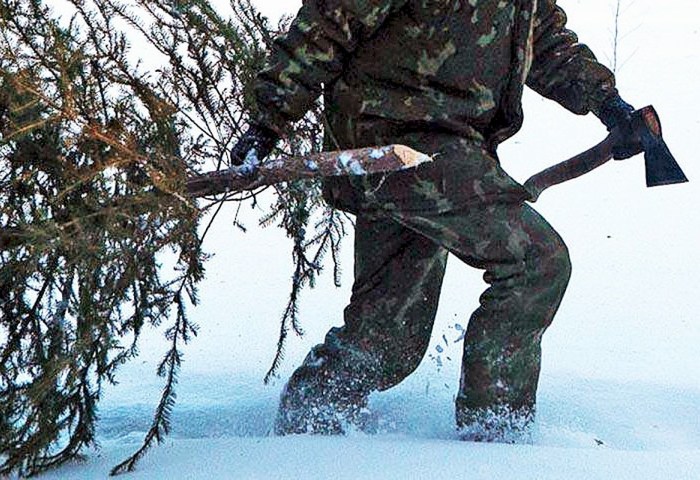В лесу родилась елочка. А можно ли срубить, узнали в Кобринском опытном лесхозе