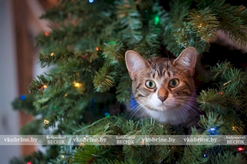 С 15 декабря на Кобринщине стартует республиканская акция МЧС «Безопасный Новый год!»