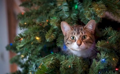 С 15 декабря на Кобринщине стартует республиканская акция МЧС «Безопасный Новый год!»