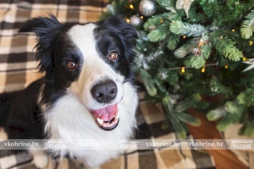 Как спасти питомца, который съел ёлочные иголки — объяснила ветврач