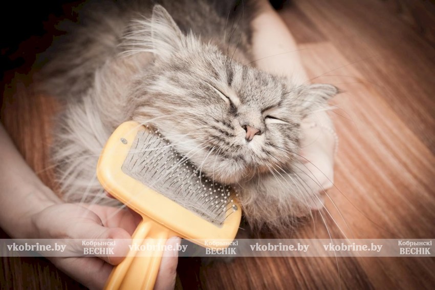 Блестящая и ухоженная шерсть: какую расческу выбрать для кошки
