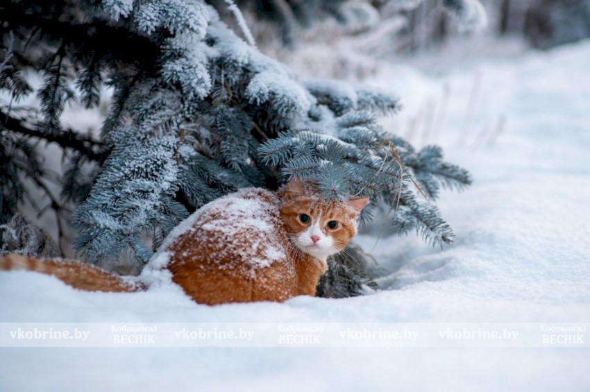 Январь подсказывает судьбу: народные приметы и традиции 