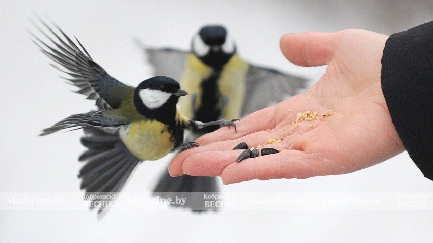 Чем кормить птиц зимой и когда это действительно нужно: простые правила для всех