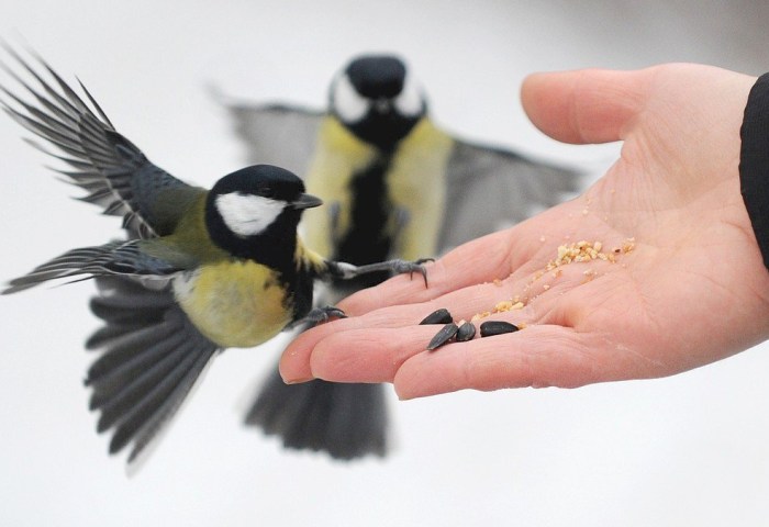Чем кормить птиц зимой и когда это действительно нужно: простые правила для всех
