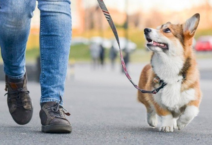 Культура на поводке - где в Кобрине гулять с питомцем?