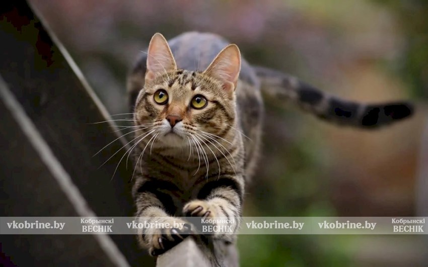 QR вместо объявлений: как в Беларуси теперь находят потерявшихся собак и котов