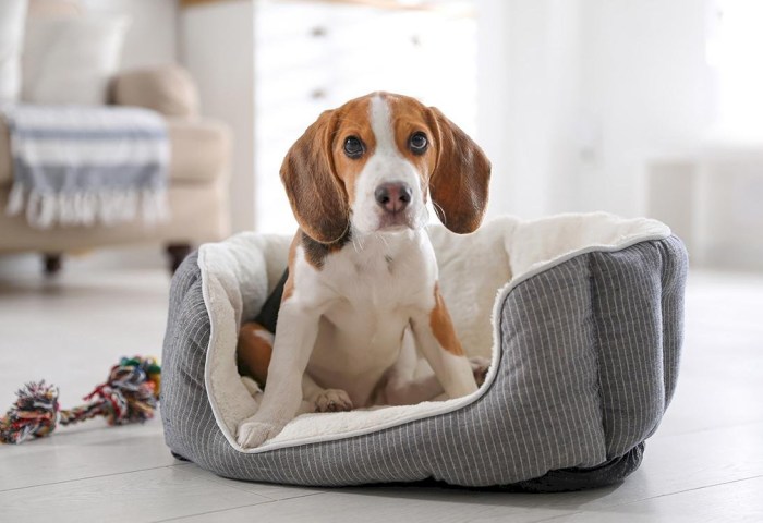 Регистрация собак и налог: сколько заплатят владельцы в 2026 году