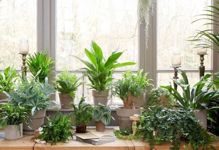 Какие комнатные растения могут вызывать аллергию