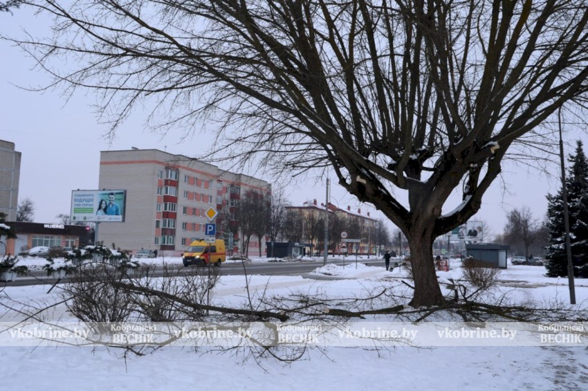 По улице Дзержинского обрезали ветви деревьев - комментарии специалиста Кобринского ЖКХ