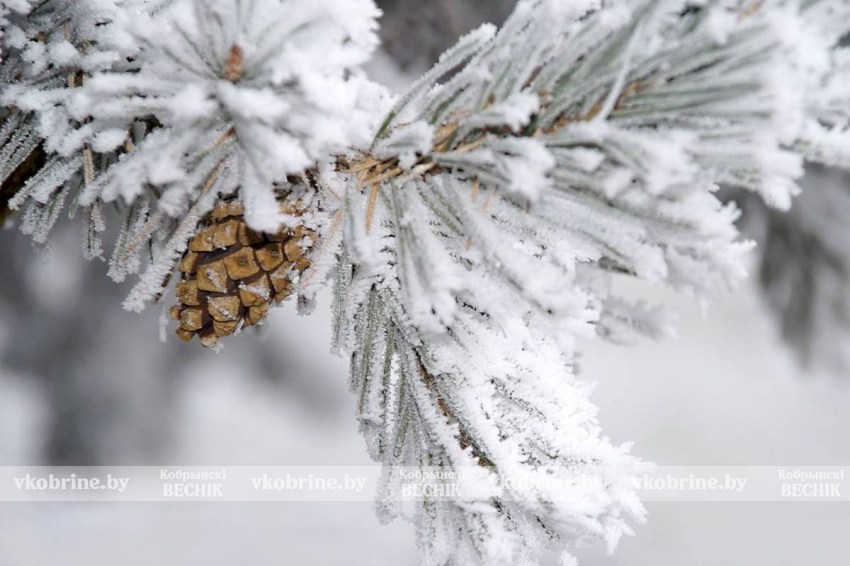 Морозы крепчают: какая погода ждет белорусов в первую неделю февраля