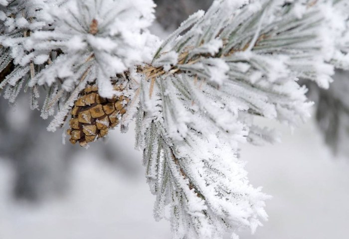 Морозы крепчают: какая погода ждет белорусов в первую неделю февраля