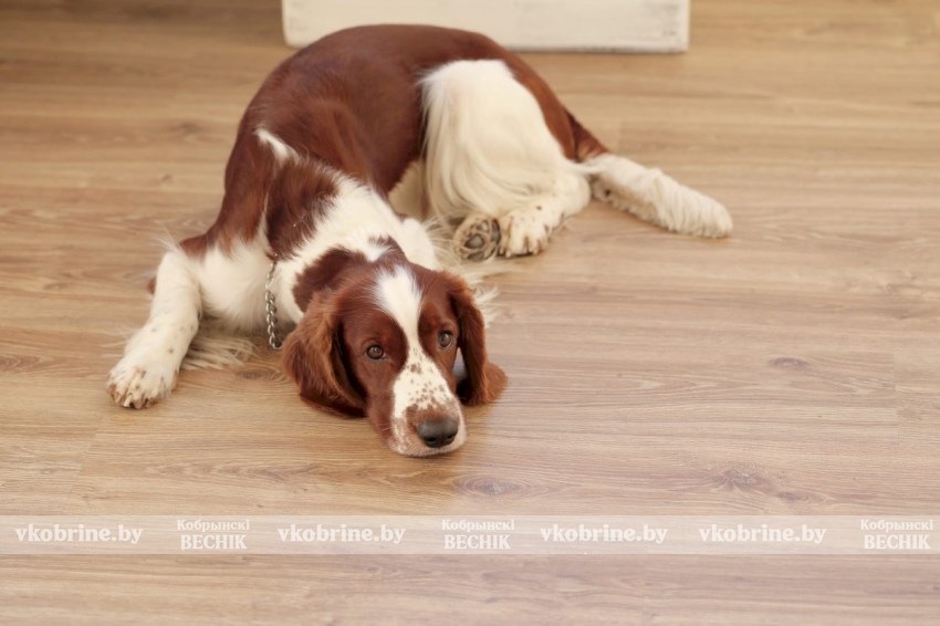 Эксперт ветеринарной клиники перечислила 3 скрытых симптома, что ваша собака страдает