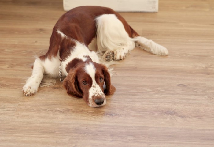 Эксперт ветеринарной клиники перечислила 3 скрытых симптома, что ваша собака страдает