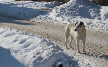 Ошейник не спасет: почему служба отлова может забрать гуляющую без хозяина собаку