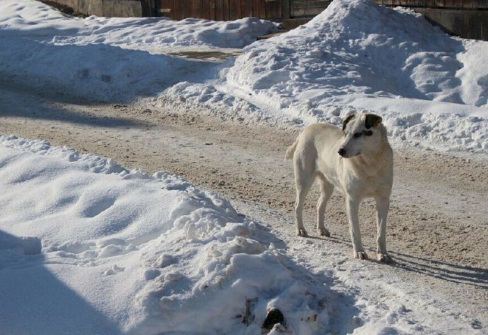 Ошейник не спасет: почему служба отлова может забрать гуляющую без хозяина собаку