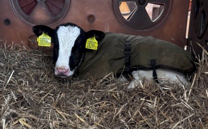 В тепле, заботе и уходе: как животноводы из «Покровского» помогают телятам пережить аномальные морозы (ВИДЕО)