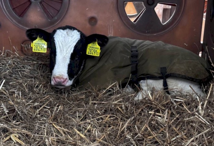 В тепле, заботе и уходе: как животноводы из «Покровского» помогают телятам пережить аномальные морозы