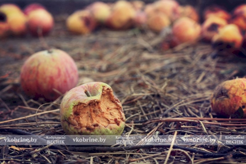 Европейцам предлагают ядовитые яблоки