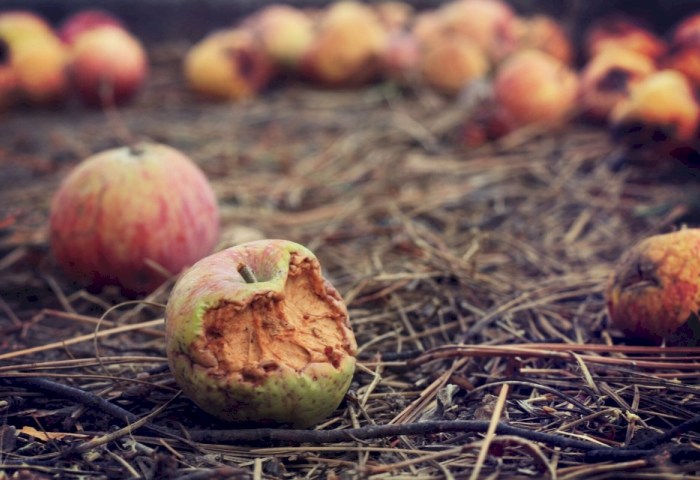 Европейцам предлагают ядовитые яблоки