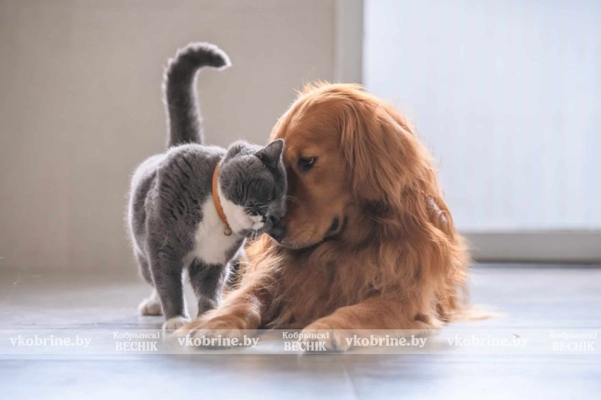 Экзамен на человечность - как закон изменит жизнь домашних животных в Беларуси, разбираемся вместе