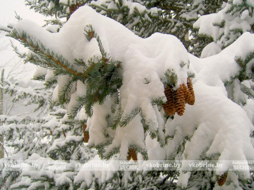 Морозы до -29°С накроют Беларусь на этой неделе — ждать ли потепления