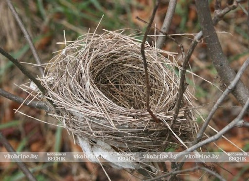 В Беларуси запретили разрушать птичьи гнёзда - штрафы до 22 тыс. рублей