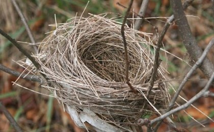 В Беларуси запретили разрушать птичьи гнёзда - штрафы до 22 тыс. рублей