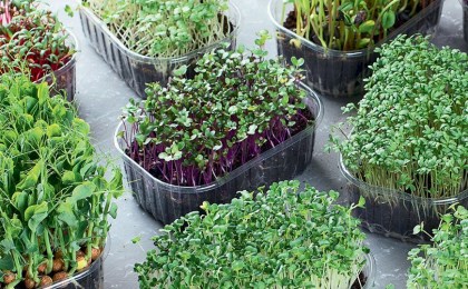 Почему медики рекомендуют добавлять в рацион микрозелень