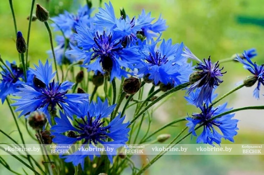 «Размаўляй са мной па-беларуску!» - 21 лютага ў Беларусі адзначаць Дзень роднай мовы