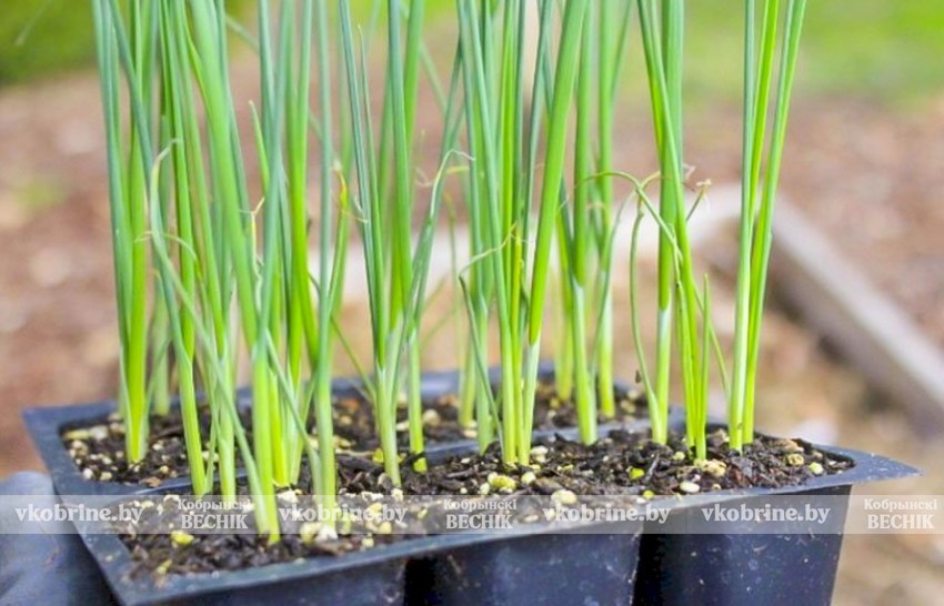 Как посеять лук на рассаду: садовод рассказал о важных нюансах