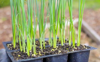 Как посеять лук на рассаду: садовод рассказал о важных нюансах