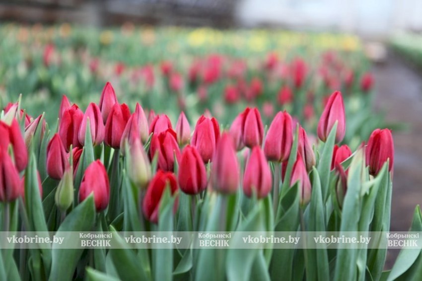 Вырастили - продали: всё, что нужно знать о налогах на цветоводство, рассказали в ИМНС по Кобринскому району