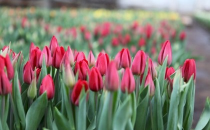 Вырастили - продали: всё, что нужно знать о налогах на цветоводство, рассказали в ИМНС по Кобринскому району