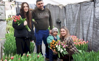 Вместо роз - море тюльпанов: семейный подряд из Магдалина готовит Кобрин к 8 Марта (ВИДЕО)