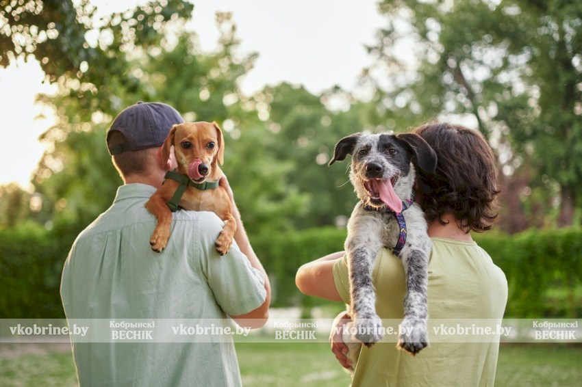 В ответе за тех, кого приручили: всё о налогах для владельцев собак