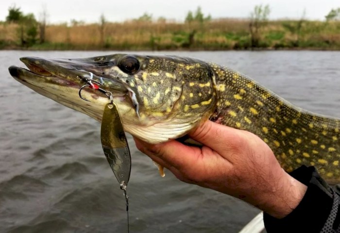 Штраф до 30 базовых: в Беларуси вступил в силу весенний запрет на ловлю щуки