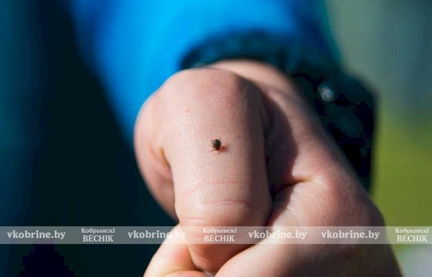 Клещи успешно перезимовали и проснутся с первым теплом – прогноз эпидемиологов 