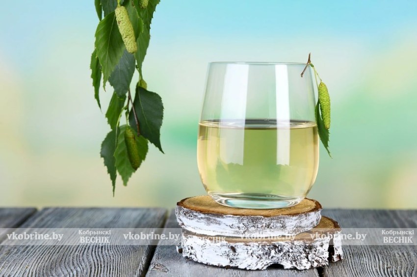 Сок березовый, а штраф – «кусачий»:  что нужно знать о правилах сбора и ответственности?