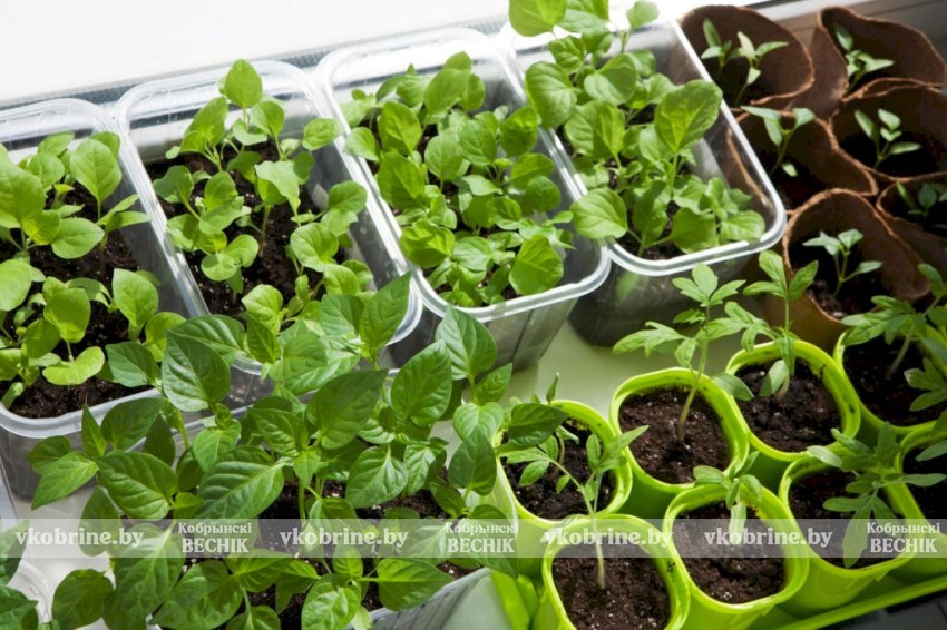 Какие культуры нужно успеть посеять до конца марта, рассказал садовод