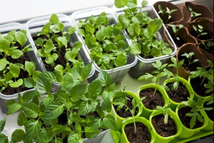 Какие культуры нужно успеть посеять до конца марта, рассказал садовод